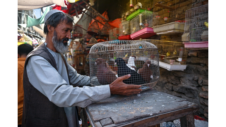 AFGHANISTAN-ECONOMY-ANIMALS
