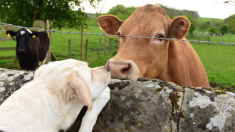 Pet Cam Captures Bull & Horse In Home Of Lawmaker...the dog let 'em in 