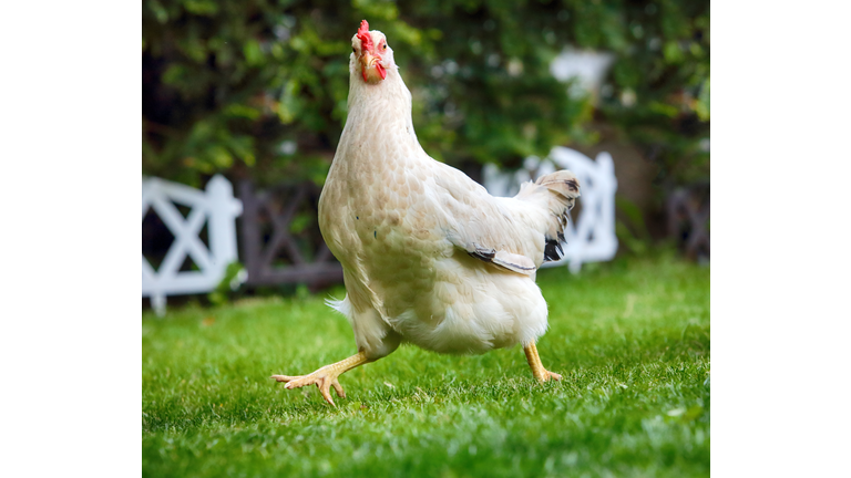 Funny runnigh chicken in bio farm