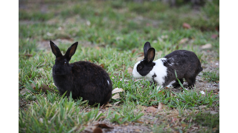 South Florida Park Overrun By Pet Rabbits Let Free By Owners