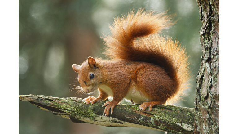 Red squirell