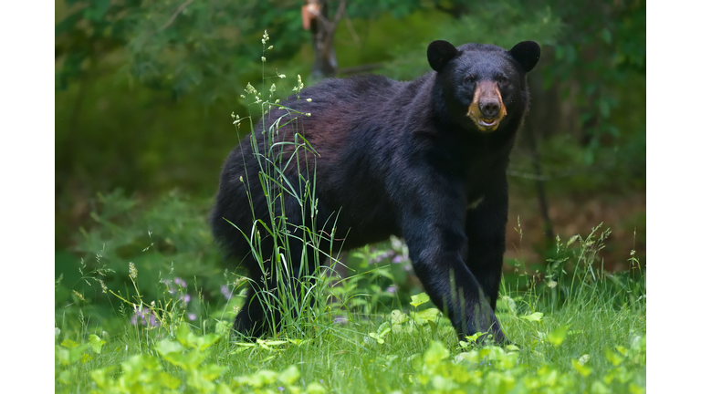 Bear in tall grass