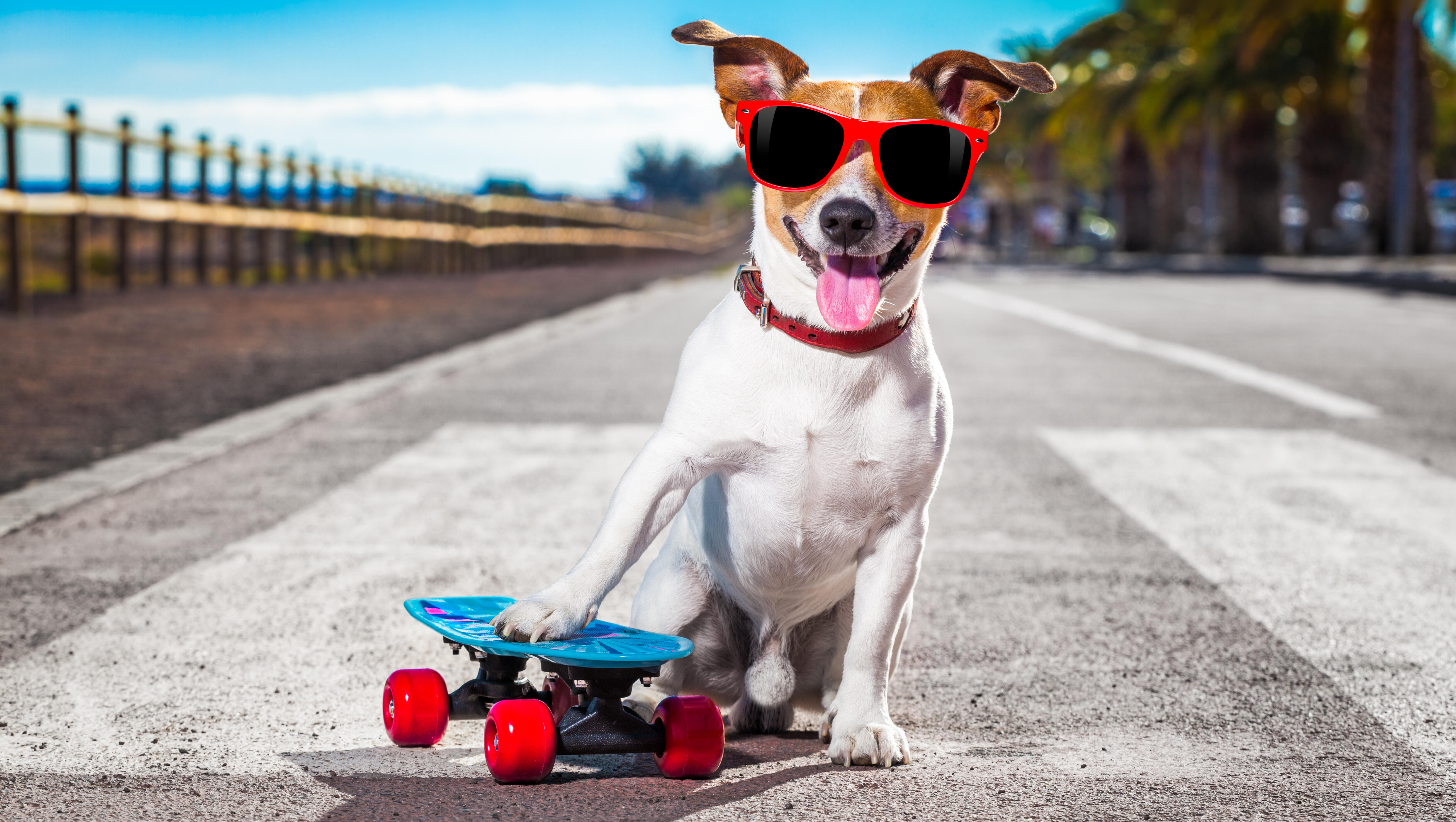 Pup Culture Quiz: What Are The Top 3 Dog Names in California? 🌴 🐾 