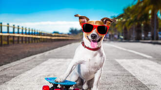 Pup Culture Quiz: What Are The Top 3 Dog Names in California? 🌴 🐾 