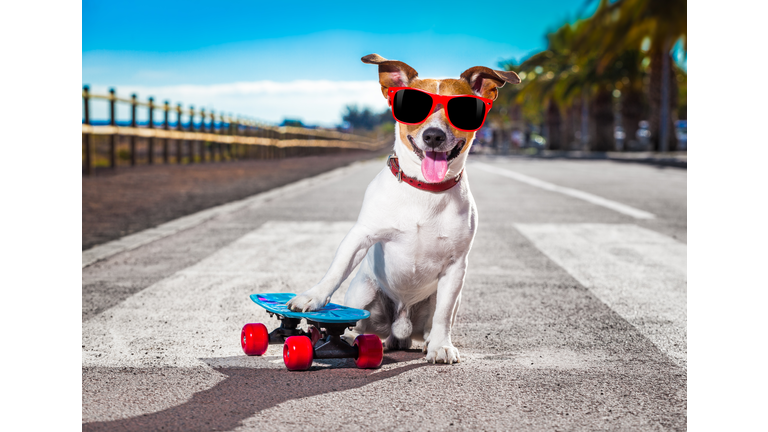 skater dog on skateboard