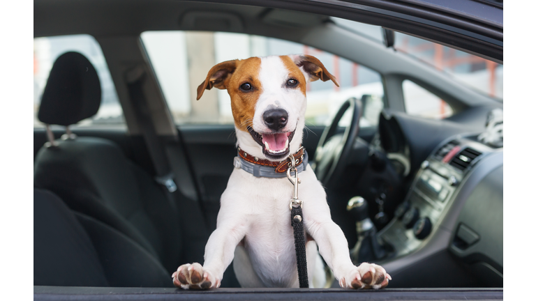 Cute dog sit in the car on the front seat