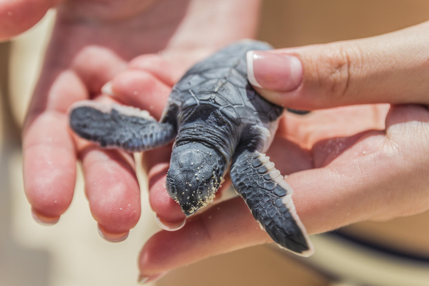 Baby sea turtle in hand.