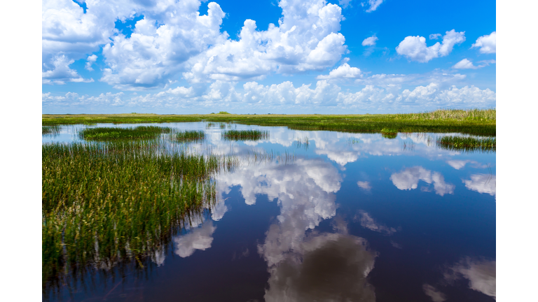 Everglades natural landscape