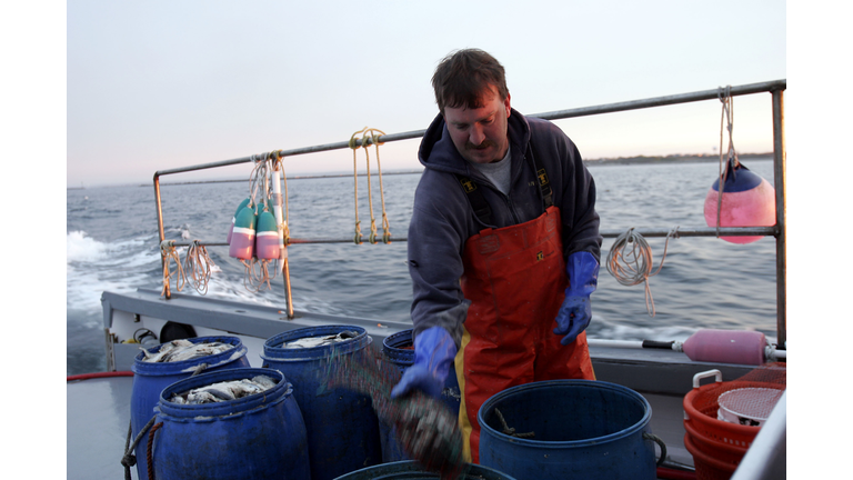 Disease Depletes Lobster Catches Off New England Coastline