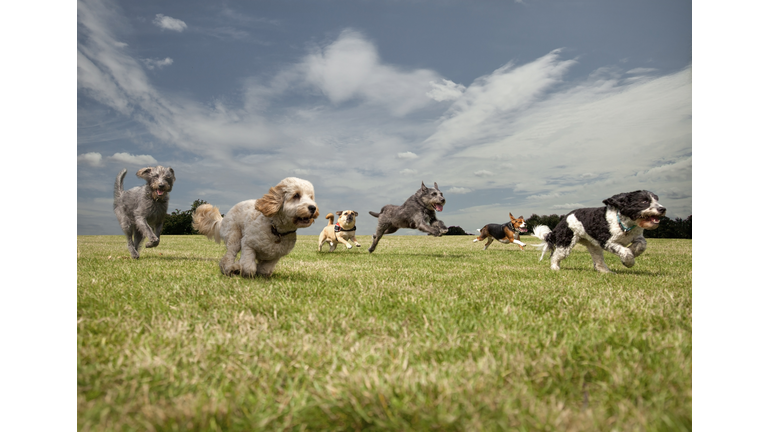 Education & Drug Reform / Animal Reincarnation