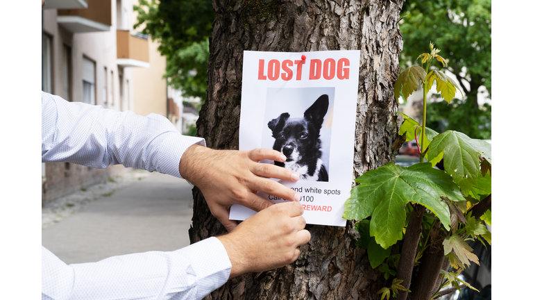 Lost Dog Poster