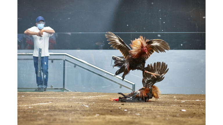 Cockfighting Goes Online Amid Pandemic