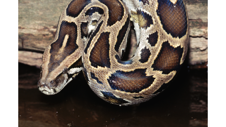 Head of a Burmese Python