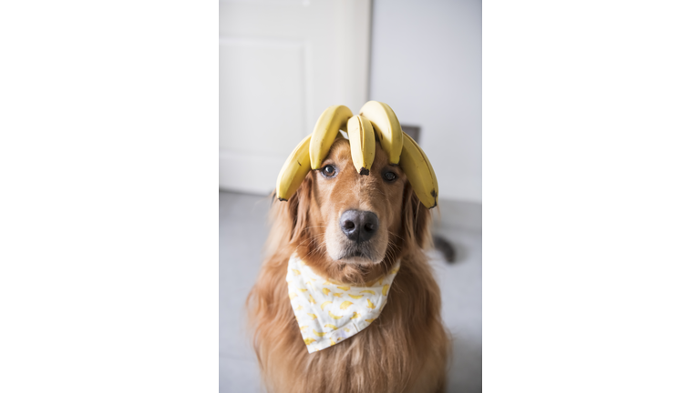 Golden retriever head with banana on top