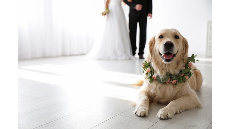 Adorable golden Retriever wearing wreath made of beautiful flowers on wedding. Space for text