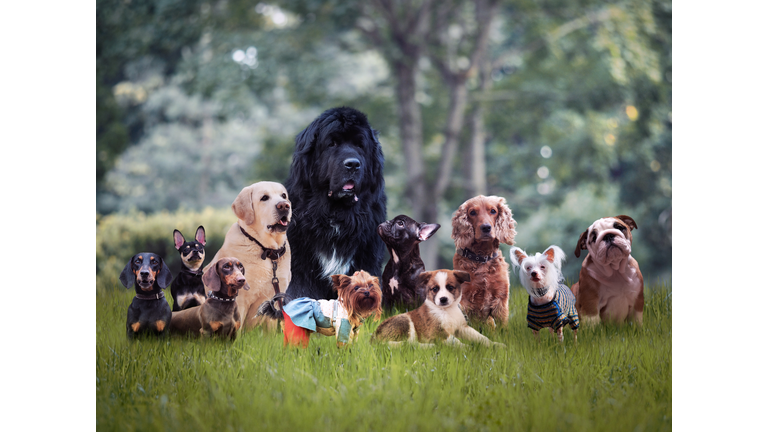 Many different breeds of dogs on the grass