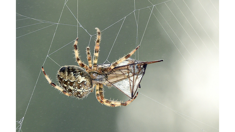 FRANCE-NATURE-SPIDER