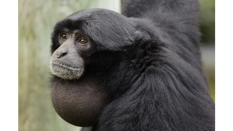 Siamang (Symphalangus syndactylus).