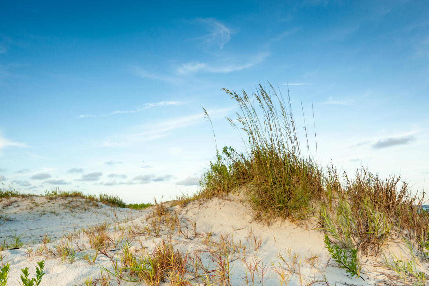 Tall Twilight Dune