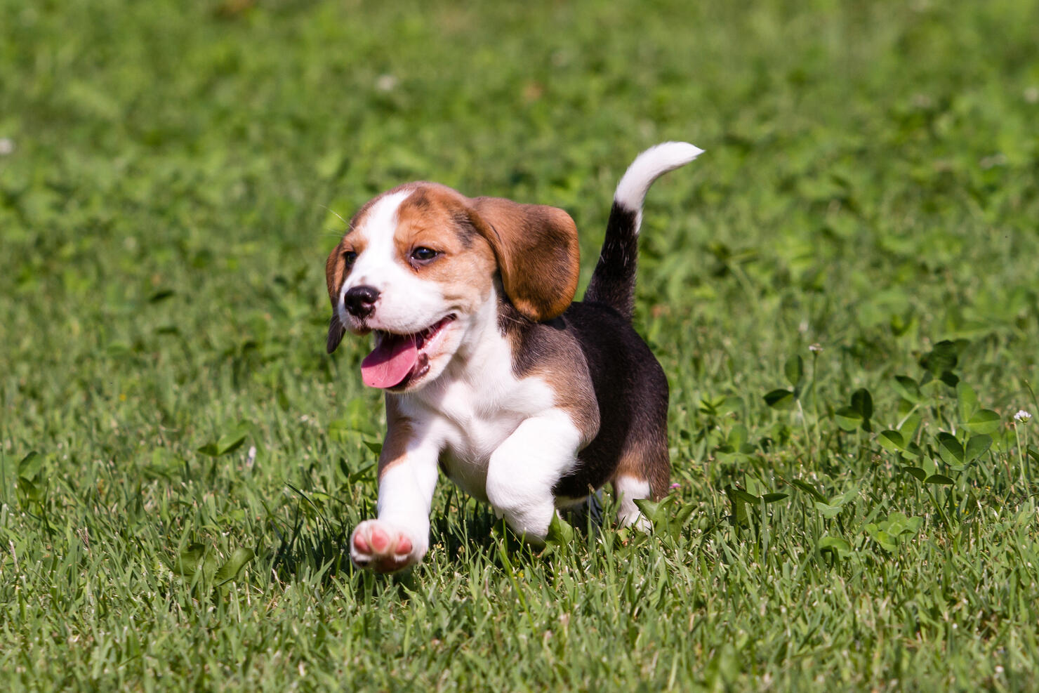 Beagle Puppy Running On Grassy Field