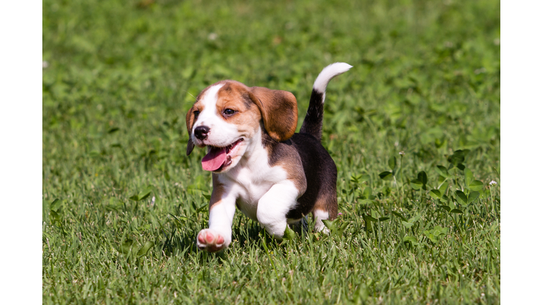Beagle Puppy Running On Grassy Field