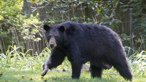 Northern NJ Residents Urged To Beware Of Black Bears