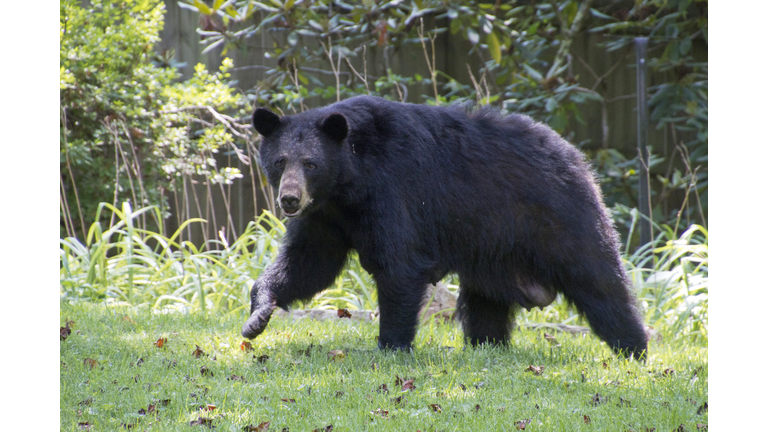 Nursing Mother Black Bear