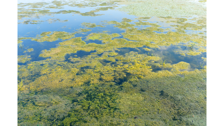 Blooming water. Algae bloom due to pollution. Water pollution protection concept