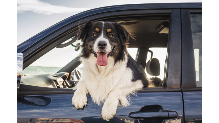 Dog leaning out window of car