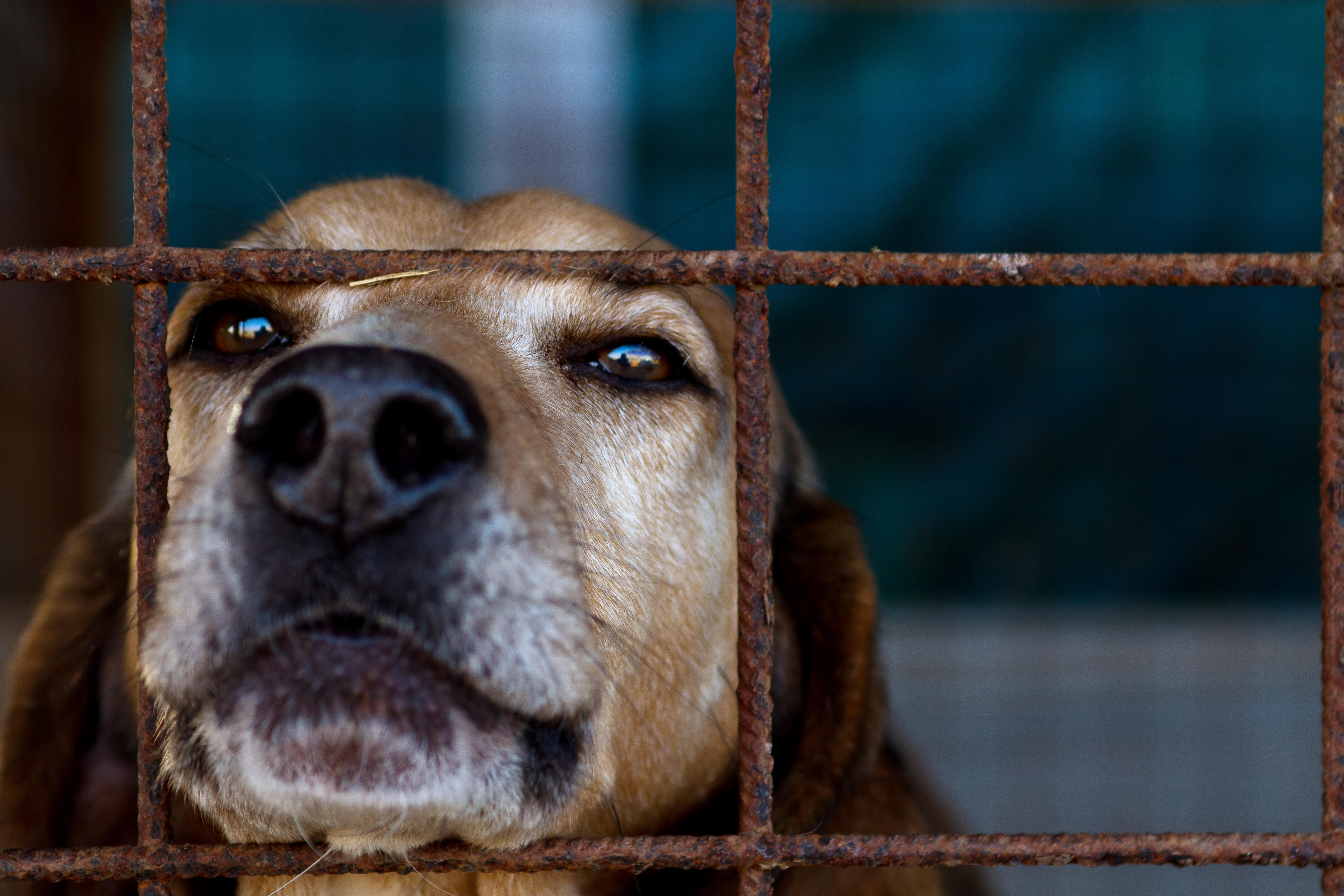 Florida Woman Fined $500 For Giving Lost Dog To Animal Shelter | iHeart