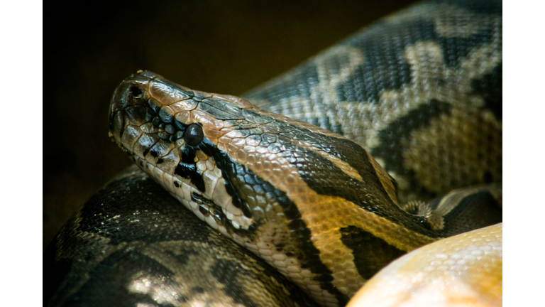 Burmese Python Dangerous
