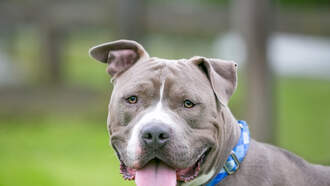 DDG: NJ Officer Swims 100 Yards In Frigid Water To Rescue Injured Dog