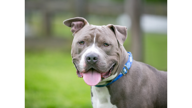 A friendly Pit Bull Terrier mixed breed dog with floppy ears and a happy expression