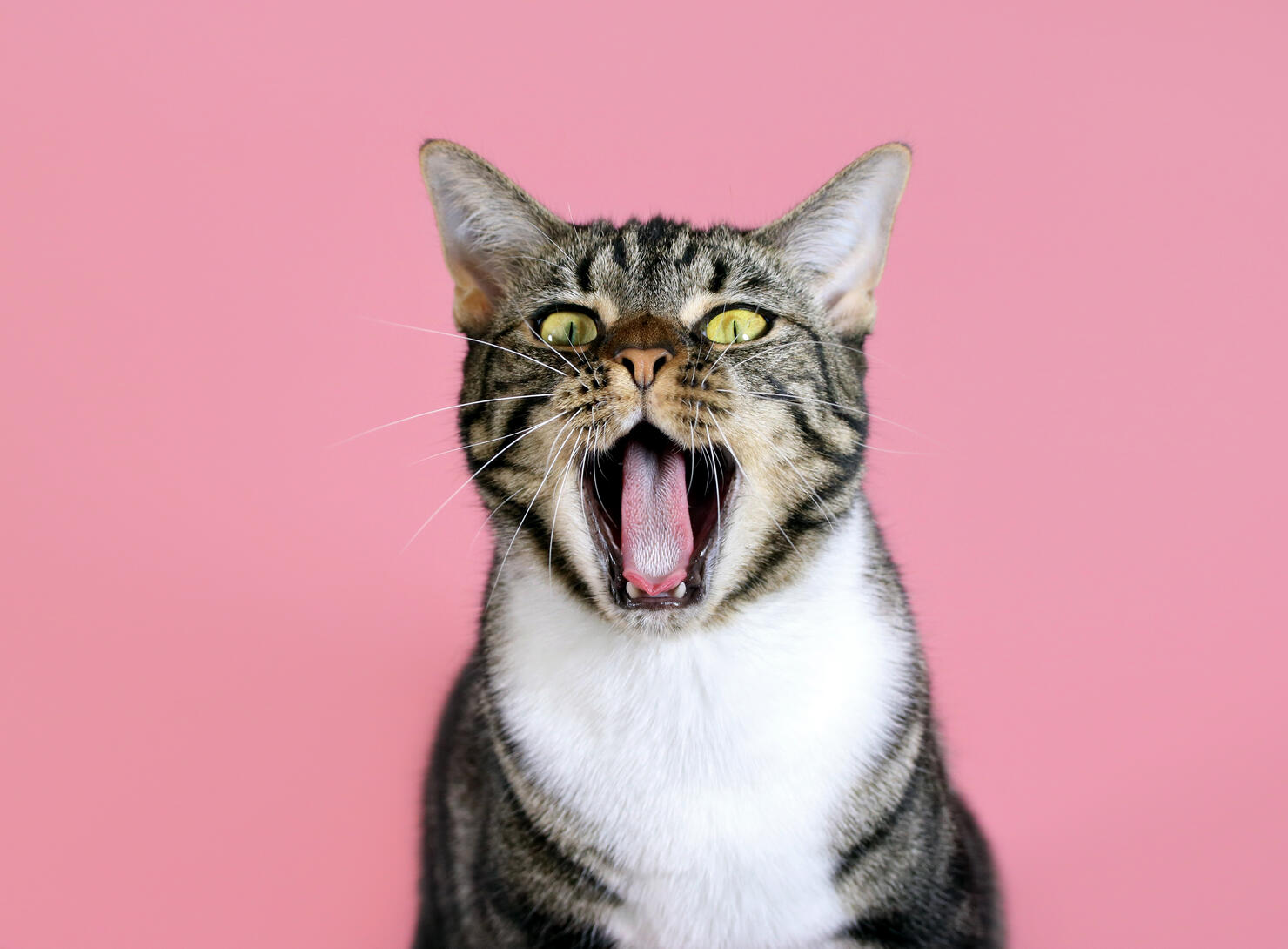 cat meowing singing yawning open mouth with rose gold pink background