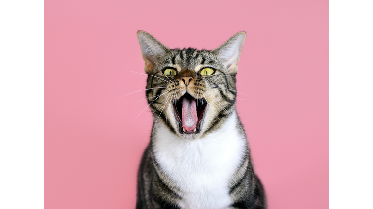 cat meowing singing yawning open mouth with rose gold pink background