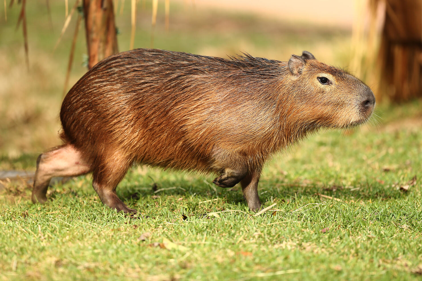 Taronga Zoo Unveils New Capybara Exhibit