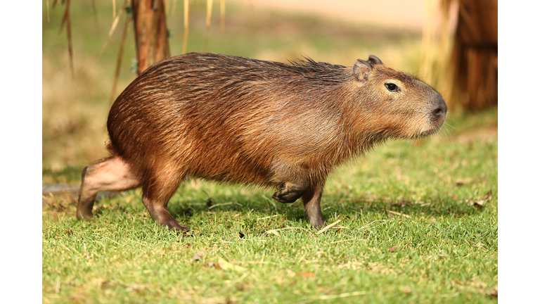Taronga Zoo Unveils New Capybara Exhibit