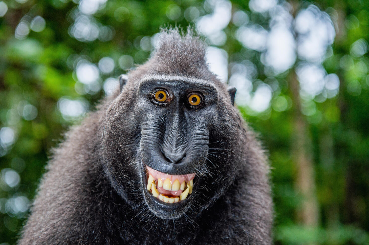 Celebes crested macaque with open mouth. Close up portrait