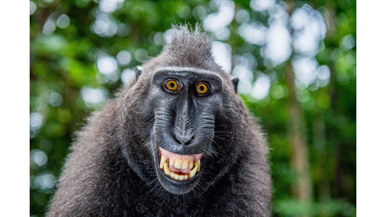 Celebes crested macaque with open mouth. Close up portrait