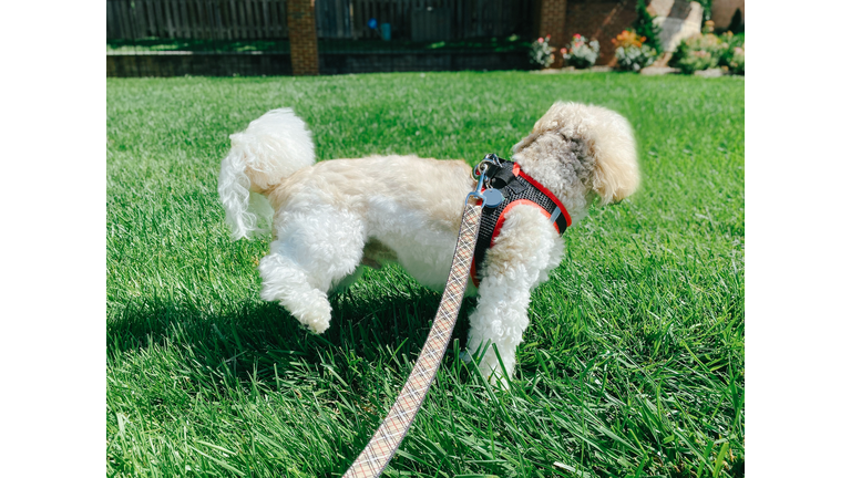 Coton de Tuléar Lifts Leg to Urinate on Grass