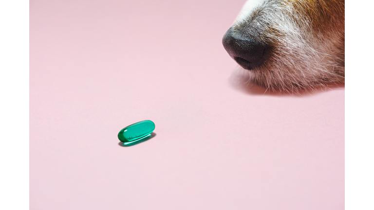 Senior dog looking at pill as healthcare and wellness of domestic animals concept