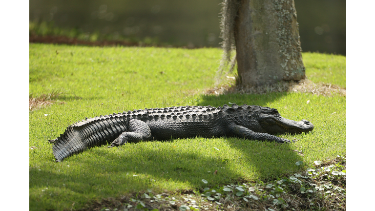 Florida Alligator Hunting Season is Now Underway