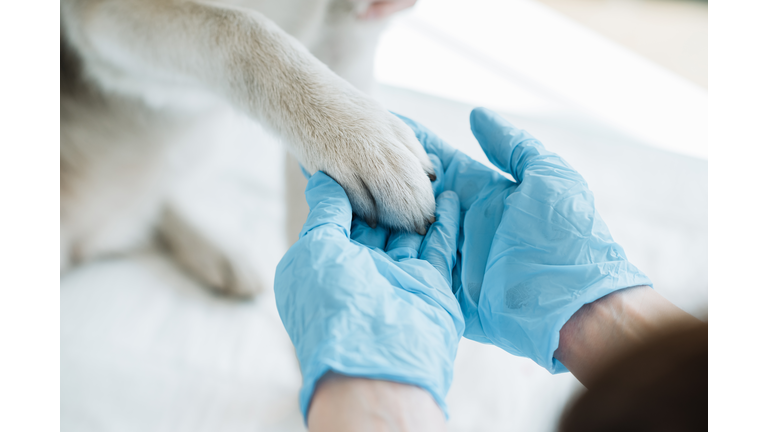 cropped image of veterinarian in latex gloves examining dog paw