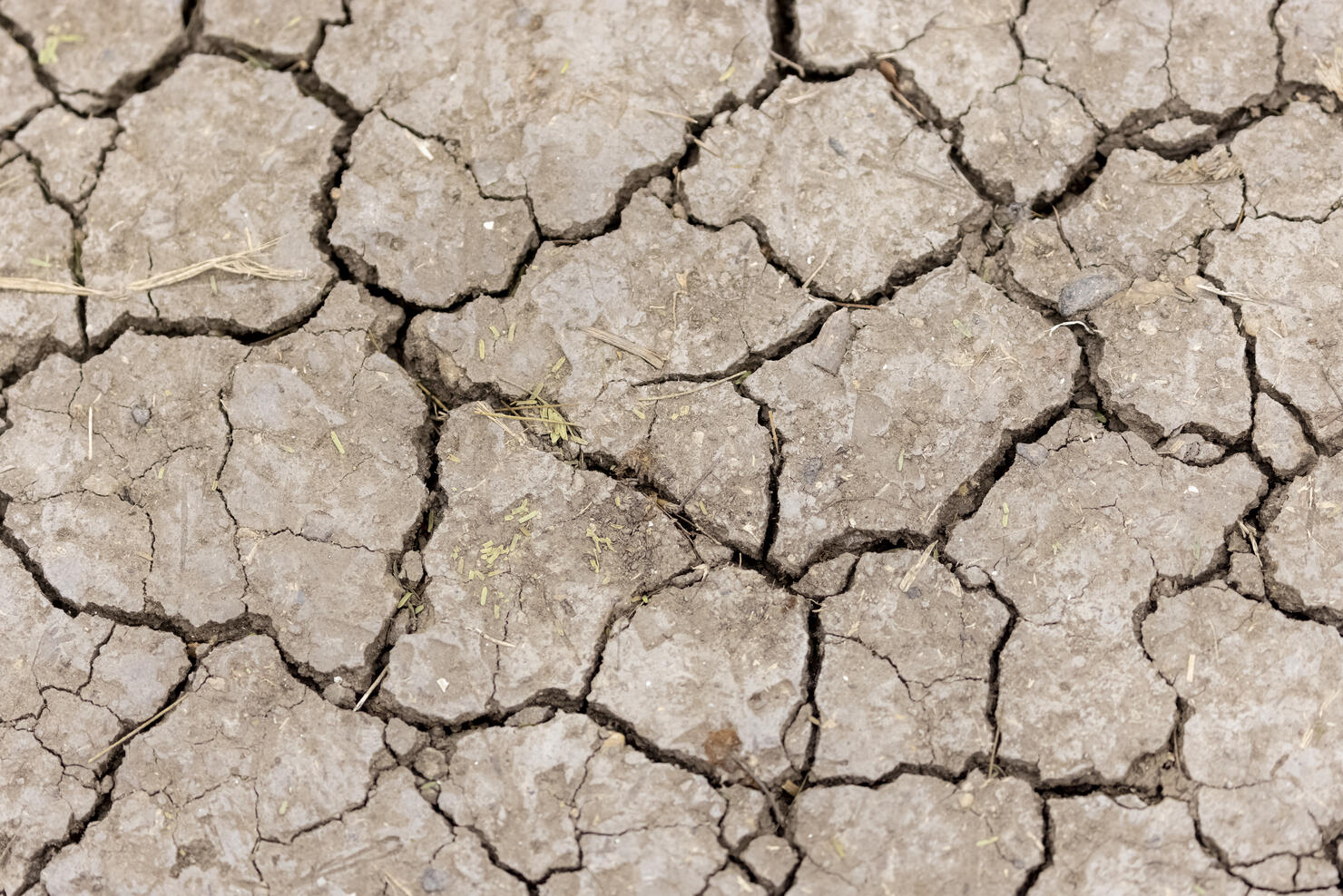Drought field