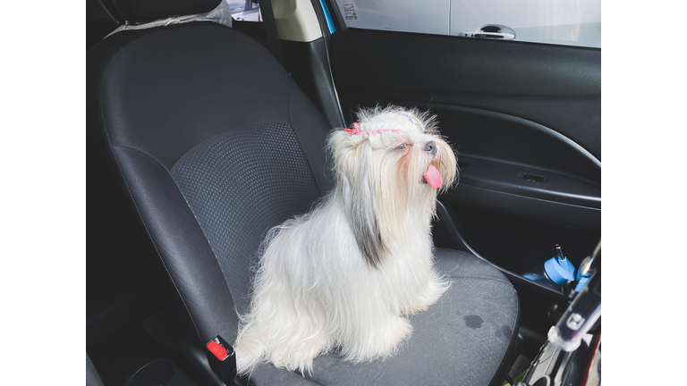 Shih Tzu puppy sitting in car on the seat. Travel dog concept.