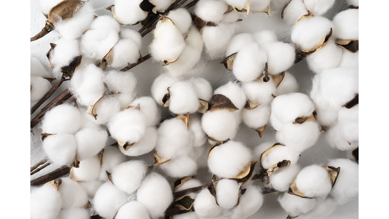 Tree branch with cotton flowers on white background