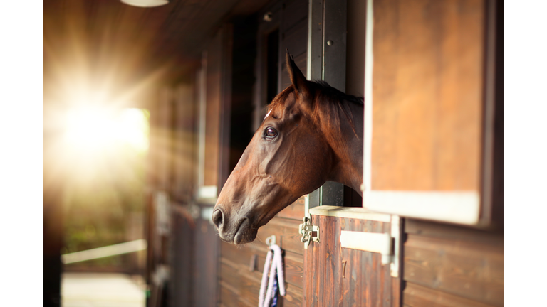 Thoroughbred Horse In Stable