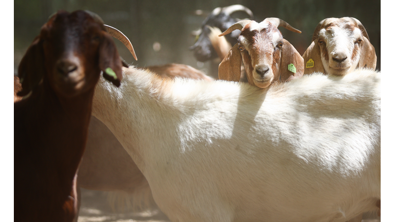 City Of Anaheim Employs Goats To Remove Brush Amid Wildfire Season