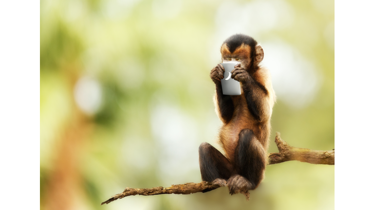 Monkey Texting on Cell Phone