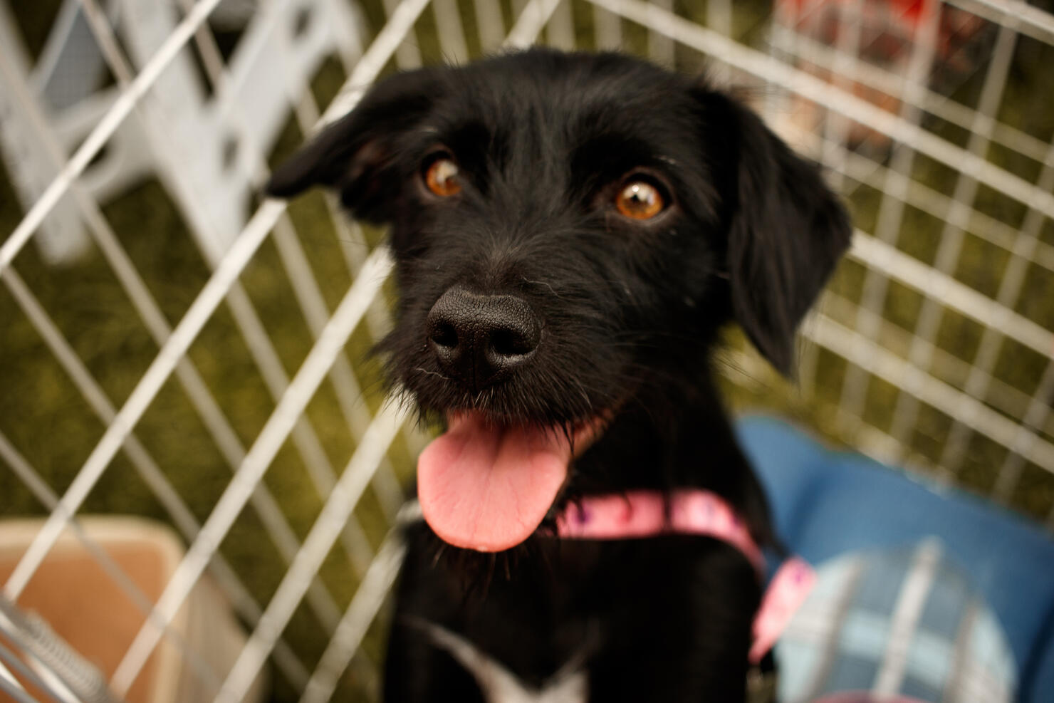 Rescued dog
